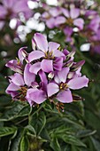 Cleome 'Violet Queen