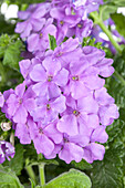 Verbena