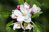 Malus domestica