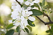 Malus domestica Braeburn