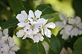 Malus domestica 'Elstar'