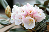 Rhododendron pachysanthum 'Silvervelours'