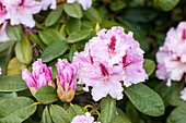 Rhododendron 'Progrès'