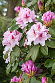 Rhododendron Progrès