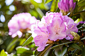 Rhododendron Prof. Dr. Drude