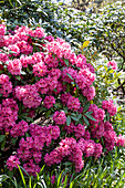 Rhododendron 'James Brigham