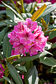 Rhododendron 'James Brigham'