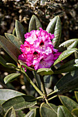 Rhododendron calophytum 'Dominik'