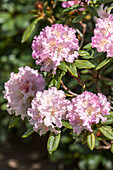 Rhododendron 'Imperatrice Eugenie'