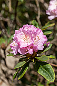 Rhododendron 'Imperatrice Eugenie