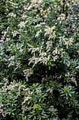 Pieris japonica 'Sinfonia