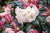 Rhododendron 'Golden Dream'