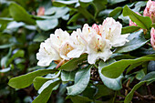 Rhododendron 'Dagmar'