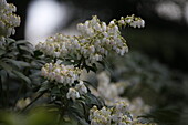 Pieris japonica Debutante