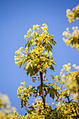 Acer platanoides 'Globosum'