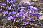 Rhododendron russatum 'Glacier Night