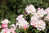 Rhododendron yakushimanum 'Neat-O'