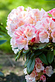 Rhododendron yakushimanum 'Berenike'