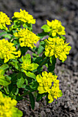 Euphorbia polychroma, yellow