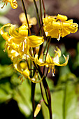 Erythronium tuolumnense 'Pagoda