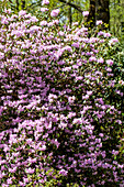 Rhododendron, pink