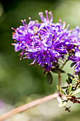 Rhododendron polycladum