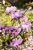 Rhododendron cuneatum