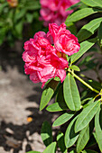Rhododendron 'Rijneveld'