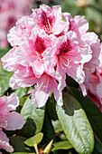 Rhododendron 'Mrs. G.W.Leak'