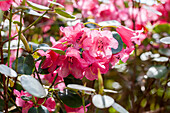 Rhododendron callimorphum