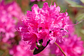 Rhododendron 'Hardijzer's Beauty