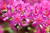 Rhododendron 'Buzi'
