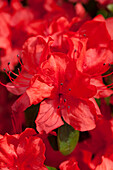 Rhododendron simsii 'Nordlicht'