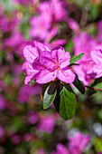 Rhododendron obtusum 'Lilac Time'
