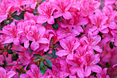 Rhododendron 'Red Pimpernel