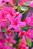 Rhododendron obtusum 'Taschkent'
