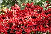 Rhododendron simsii 'Nordlicht' (Northern Lights)