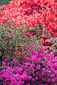 Rhododendron obtusum