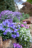 Campanula portenschlagiana, Phlox