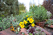 Bidens, Rosmarinus officinalis, Thymus vulgaris, Hebe