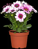 Osteospermum ecklonis