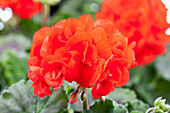 Pelargonium zonale