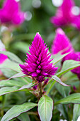 Celosia argentea var. plumosa