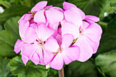 Pelargonium zonale