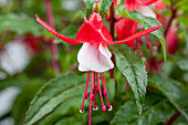 Fuchsia