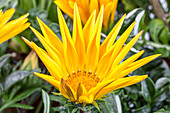 Gazania