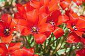 Tulipa linifolia