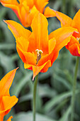 Tulipa lily-flowered