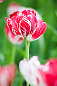 Tulipa 'Mabel