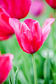 Tulipa gesneriana 'Rosea'